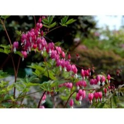 Løjtnantshjerte Dicentra Spectabilis 1 Liter Potte -Sirius Butik mi801 dicentra spectabilis fe61