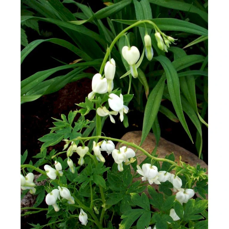 Løjtnantshjerte 'Alba' Dicentra Spectabilis 'Alba' 1 Liter Potte 6 Løjtnantshjerte 'Alba' Dicentra Spectabilis 'Alba' 1 Liter Potte - Billede 6