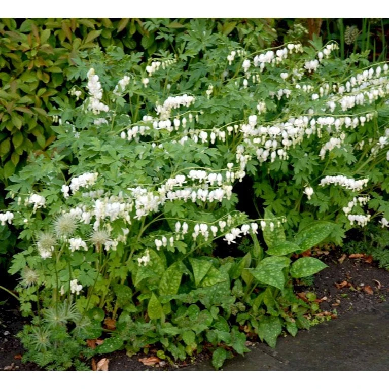 Løjtnantshjerte 'Alba' Dicentra Spectabilis 'Alba' 1 Liter Potte 3 Løjtnantshjerte 'Alba' Dicentra Spectabilis 'Alba' 1 Liter Potte - Billede 3