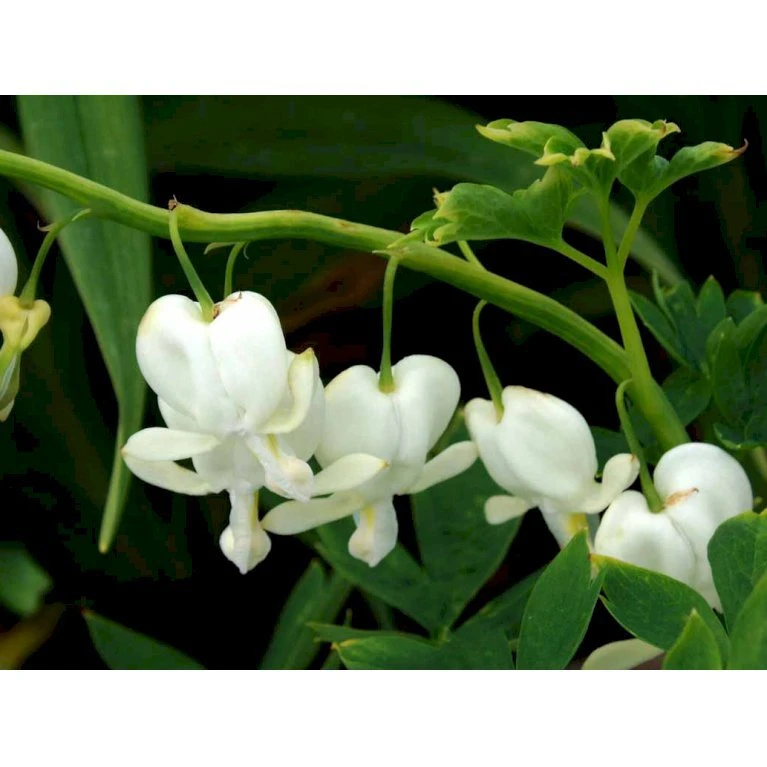 Løjtnantshjerte 'Alba' Dicentra Spectabilis 'Alba' 1 Liter Potte 5 Løjtnantshjerte 'Alba' Dicentra Spectabilis 'Alba' 1 Liter Potte - Billede 5