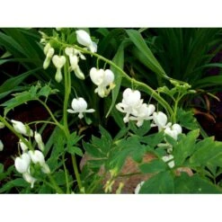 Løjtnantshjerte 'Alba' Dicentra Spectabilis 'Alba' 1 Liter Potte 14 Løjtnantshjerte 'Alba' Dicentra Spectabilis 'Alba' 1 Liter Potte -Sirius Butik mi802 dicentra spectabilis alba 8da3