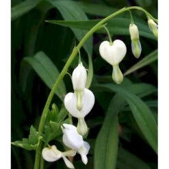 Løjtnantshjerte 'Alba' Dicentra Spectabilis 'Alba' 1 Liter Potte 15 Løjtnantshjerte 'Alba' Dicentra Spectabilis 'Alba' 1 Liter Potte -Sirius Butik mi802 dicentra spectabilis alba 979a