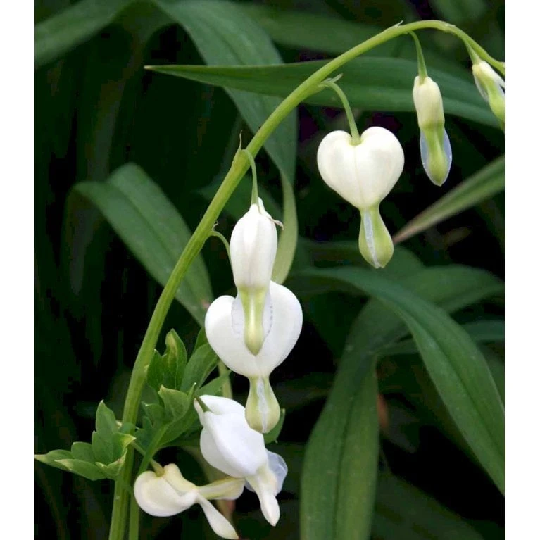 Løjtnantshjerte 'Alba' Dicentra Spectabilis 'Alba' 1 Liter Potte 8 Løjtnantshjerte 'Alba' Dicentra Spectabilis 'Alba' 1 Liter Potte - Billede 8
