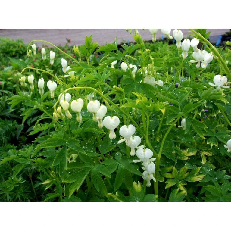 Løjtnantshjerte 'Alba' Dicentra Spectabilis 'Alba' 1 Liter Potte 4 Løjtnantshjerte 'Alba' Dicentra Spectabilis 'Alba' 1 Liter Potte - Billede 4