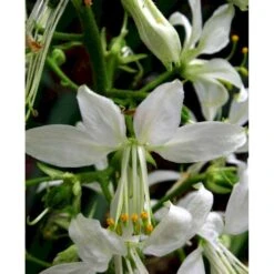 Gasplante 'Albiflorus' Dictamnus Albus 'Albiflorus' 1 Liter Potte -Sirius Butik mi803 dictamnus albus albiflorus 40d5