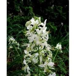 Gasplante 'Albiflorus' Dictamnus Albus 'Albiflorus' 1 Liter Potte -Sirius Butik mi803 dictamnus albus albiflorus 85c5