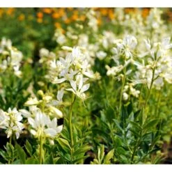 Gasplante 'Albiflorus' Dictamnus Albus 'Albiflorus' 1 Liter Potte -Sirius Butik mi803 dictamnus albus albiflorus c8aa