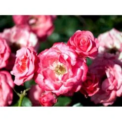 'Bella Rosa'® Rosa X 'Bella Rosa'® (Buketrose) A-Kvalitet,- Barrods Roser Min. 3 Grene -Sirius Butik mi8046 rosa bella rosa 220a