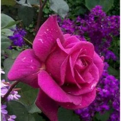 'Blackberry Nip' Rosa X 'Blackberry Nip' (Storblomstrende) A-Kvalitet,- Barrods Roser Min. 3 Grene -Sirius Butik mi8065 rosa blackberry nip 487a