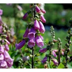 Fingerbøl Digitalis Purpurea 1 Liter Potte -Sirius Butik mi808 digitalis purpurea 2f45