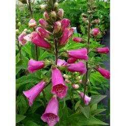 Fingerbøl 'Gloxiniaeflora' Digitalis Purpurea 'Gloxiniaeflora' 1 Liter Potte