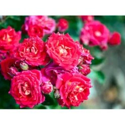 'Chili Clementine' Rosa X 'Chili Clementine' 3,0 Liter Potte -Sirius Butik mi8196 rosa chili clementine 26a6