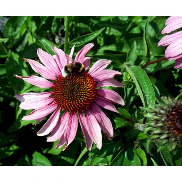 Purpursolhat Echinacea Purpurea 'Magnus' 1 Liter Potte 5 Purpursolhat Echinacea Purpurea 'Magnus' 1 Liter Potte - Billede 5