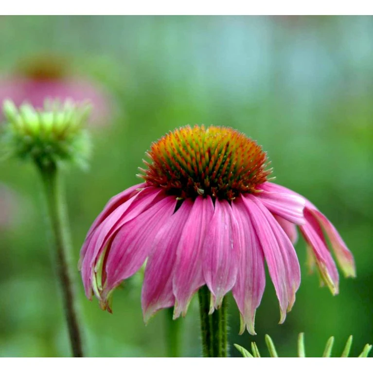 Purpursolhat Echinacea Purpurea 'Magnus' 1 Liter Potte 6 Purpursolhat Echinacea Purpurea 'Magnus' 1 Liter Potte - Billede 6