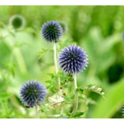 Tidselkugle Echinops Ritro 1 Liter Potte 5 Tidselkugle Echinops Ritro 1 Liter Potte -Sirius Butik mi841 echinops ritro eea7