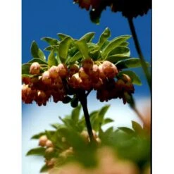 Pagodebusk Enkianthus Campanulatus Trådklump,- 125-150 Cm. -Sirius Butik mi845 enkianthus campanulatus 62a4
