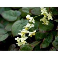 Bispehue 'Sulphureum' Epimedium Versicolor 'Sulphureum' 10 Cm. Potte -Sirius Butik mi856 epimedium versicolor sulphureum 37e7