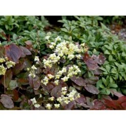 Bispehue 'Sulphureum' Epimedium Versicolor 'Sulphureum' 10 Cm. Potte -Sirius Butik mi856 epimedium versicolor sulphureum bde3