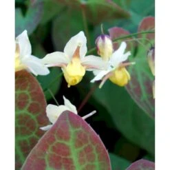 Bispehue 'Sulphureum' Epimedium Versicolor 'Sulphureum' 10 Cm. Potte -Sirius Butik mi856 epimedium versicolor sulphureum f802