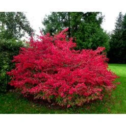 Vinget Benved Euonymus Alatus Med Klump,- 80-100 Cm.