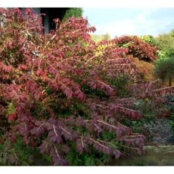 Vinget Benved 'Compactus' Euonymus Alatus 'Compactus' Med Klump,- 80-100 Cm. 5 Vinget Benved 'Compactus' Euonymus Alatus 'Compactus' Med Klump,- 80-100 Cm. -Sirius Butik mi898 euonymus alatus compactus 9fc9