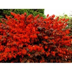 Vinget Benved 'Compactus' Euonymus Alatus 'Compactus' Med Klump,- 80-100 Cm.