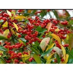 Almindelig Benved 'Red Cascade' Euonymus Europaeus 'Red Cascade' 5 Liter Potte -Sirius Butik mi904 euonymus europaeus red cascade 4499