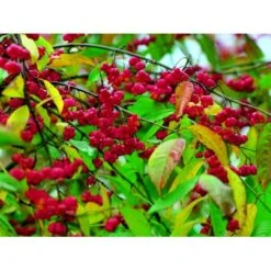 Almindelig Benved 'Red Cascade' Euonymus Europaeus 'Red Cascade' 5 Liter Potte -Sirius Butik mi904 euonymus europaeus red cascade 6944