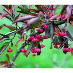 Almindelig Benved 'Red Cascade' Euonymus Europaeus 'Red Cascade' 5 Liter Potte -Sirius Butik mi904 euonymus europaeus red cascade 74f9