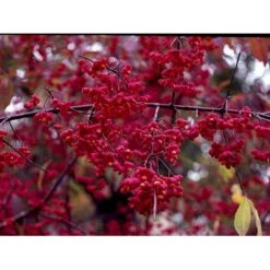 Almindelig Benved 'Red Cascade' Euonymus Europaeus 'Red Cascade' 5 Liter Potte -Sirius Butik mi904 euonymus europaeus red cascade 928a