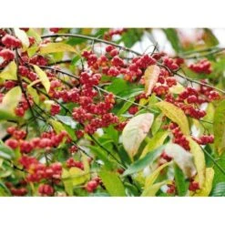 Almindelig Benved 'Red Cascade' Euonymus Europaeus 'Red Cascade' 5 Liter Potte -Sirius Butik mi904 euonymus europaeus red cascade ebb7