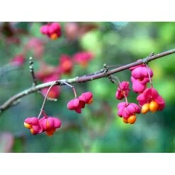 Almindelig Benved 'Red Cascade' Euonymus Europaeus 'Red Cascade' 5 Liter Potte -Sirius Butik mi904 euonymus europaeus red cascade f8f9