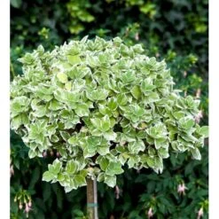 Benved 'Emerald Gaiety' Euonymus Fortunei 'Emerald Gaiety' Opstammet 120 Cm. Med Potte