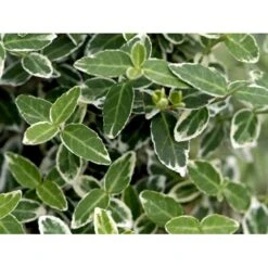 Benved 'Emerald Gaiety' Euonymus Fortunei 'Emerald Gaiety' Opstammet 120 Cm. Med Potte -Sirius Butik mi905 euonymus fortunei emerald gaiety d51d