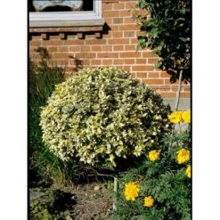 Benved 'Emerald Gold' Euonymus Fortunei 'Emerald Gold' Opstammet 80 Cm. 7,5 Liter Potte -Sirius Butik mi906 euonymus fortunei emerald n gold 7582