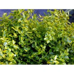 Benved 'Emerald Gold' Euonymus Fortunei 'Emerald Gold' Opstammet 80 Cm. 7,5 Liter Potte -Sirius Butik mi906 euonymus fortunei emerald n gold 8b54