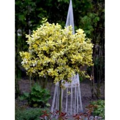 Benved 'Emerald Gold' Euonymus Fortunei 'Emerald Gold' Opstammet 80 Cm. 7,5 Liter Potte -Sirius Butik mi906 euonymus fortunei emerald n gold d69b