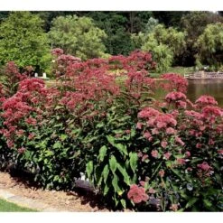 Hjortetrøst 'Atropurpureum' Eupatorium Maculatum 'Atropurpureum' 1 Liter Potte -Sirius Butik mi913 eupatorium maculatum atropurpureum 7aff