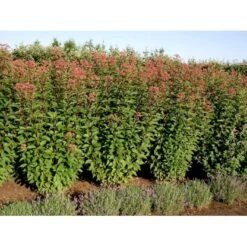 Hjortetrøst 'Atropurpureum' Eupatorium Maculatum 'Atropurpureum' 1 Liter Potte -Sirius Butik mi913 eupatorium maculatum atropurpureum bd13