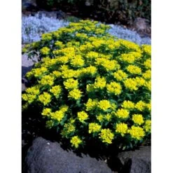 Forårs-Vortemælk Euphorbia Polychroma 1 Liter Potte -Sirius Butik mi919 euphorbia polychroma 22f1