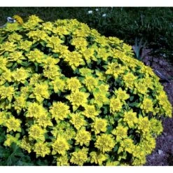 Forårs-Vortemælk Euphorbia Polychroma 1 Liter Potte -Sirius Butik mi919 euphorbia polychroma 8d14