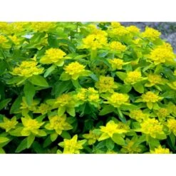 Forårs-Vortemælk Euphorbia Polychroma 1 Liter Potte -Sirius Butik mi919 euphorbia polychroma dc98