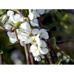 Perlebusk 'The Bride' Exochorda Marcrantha 'The Bride' 2,5 Liter -Sirius Butik mi924 exochorda the bride 3859