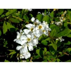 Perlebusk 'The Bride' Exochorda Marcrantha 'The Bride' 2,5 Liter -Sirius Butik mi924 exochorda the bride 6f79