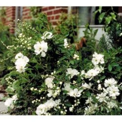 Perlebusk 'The Bride' Exochorda Marcrantha 'The Bride' 2,5 Liter -Sirius Butik mi924 exochorda the bride d39e