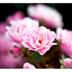 'Pink The Fairy' Rosa X 'Pink The Fairy' (Bunddækkerose) A-Kvalitet,- Barrods Roser Min. 3 Grene -Sirius Butik mi9391 rosa the fairy 63f6