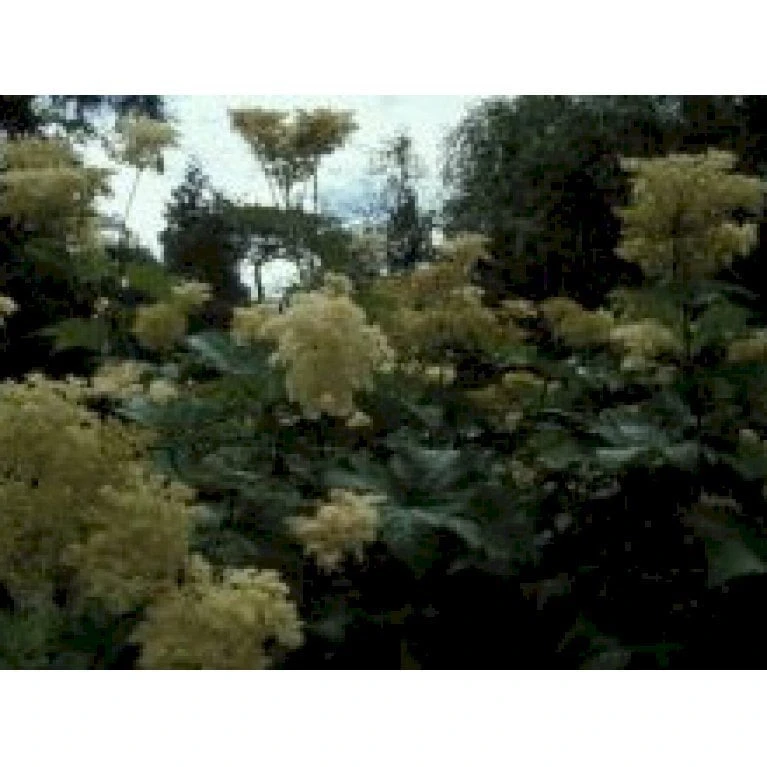 Japansk Mjødurt 'Elegans' Filipendula Purpurea 'Elegans' 1 Liter Potte 1 Japansk Mjødurt 'Elegans' Filipendula Purpurea 'Elegans' 1 Liter Potte