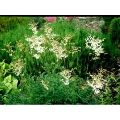 Knoldet Mjødurt 'Plena' Filipendula Vulgaris 'Plena' 1 Liter Potte -Sirius Butik mi969 filipendula vulgaris plena 1f20