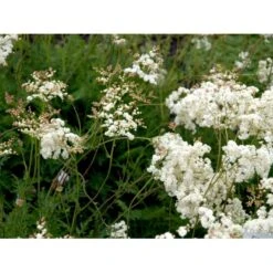 Knoldet Mjødurt 'Plena' Filipendula Vulgaris 'Plena' 1 Liter Potte -Sirius Butik mi969 filipendula vulgaris plena 5d90