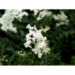 Knoldet Mjødurt 'Plena' Filipendula Vulgaris 'Plena' 1 Liter Potte -Sirius Butik mi969 filipendula vulgaris plena c5ca